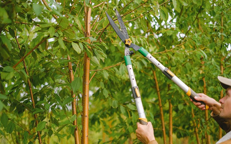 Tree trimming in Florence, OR